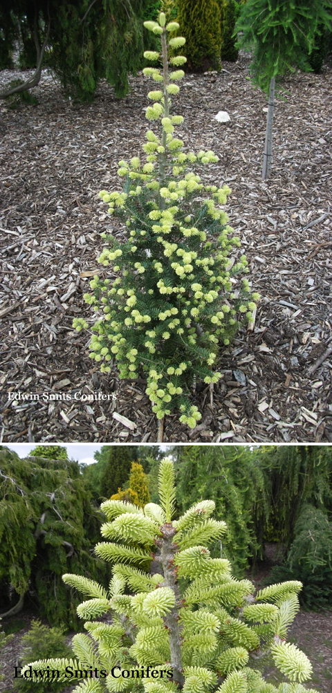 Abies koreana 'Frhlingsgold'